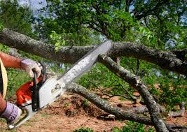 How Our Tree Care Process Works  in  Rutledge, TN