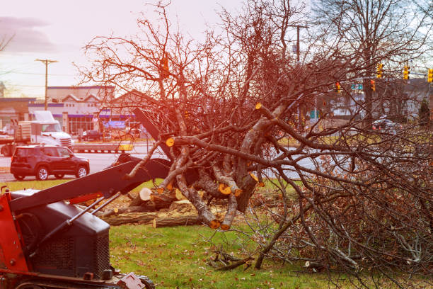 Trusted Rutledge, TN Tree Care Experts